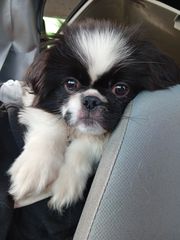Pekingese  πεκινουα