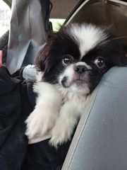Pekingese  πεκινουα-thumb-1