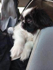 Pekingese  πεκινουα-thumb-2