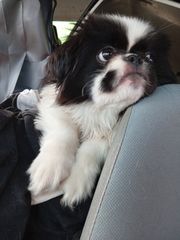 Pekingese  πεκινουα-thumb-3
