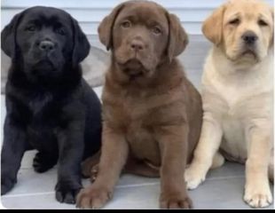 labrador λαμπραντόρ