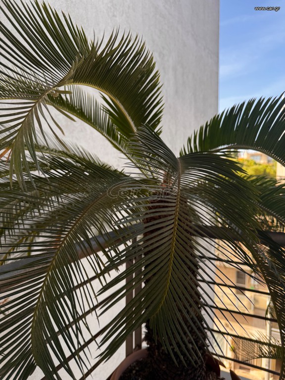Cycas revoluta
