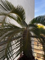 Cycas revoluta