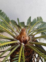 Cycas revoluta-thumb-1