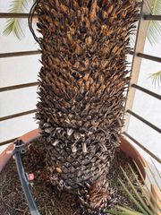 Cycas revoluta-thumb-2