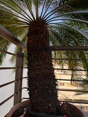 Cycas revoluta-thumb-3