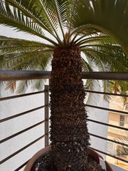Cycas revoluta-thumb-4