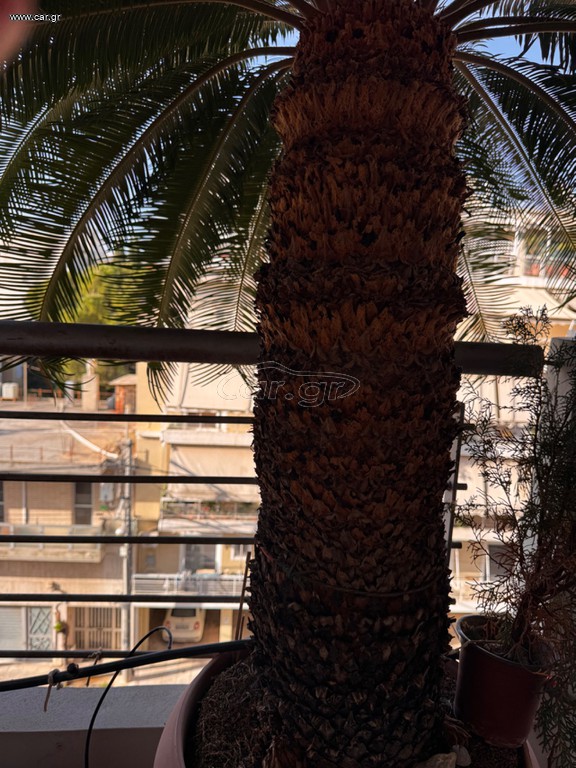 Cycas revoluta