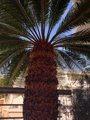 Cycas revoluta-thumb-1