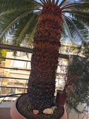 Cycas revoluta-thumb-2