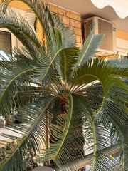 Cycas revoluta-thumb-3