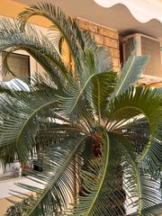 Cycas revoluta-thumb-4