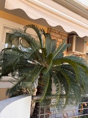 Cycas revoluta-thumb-5