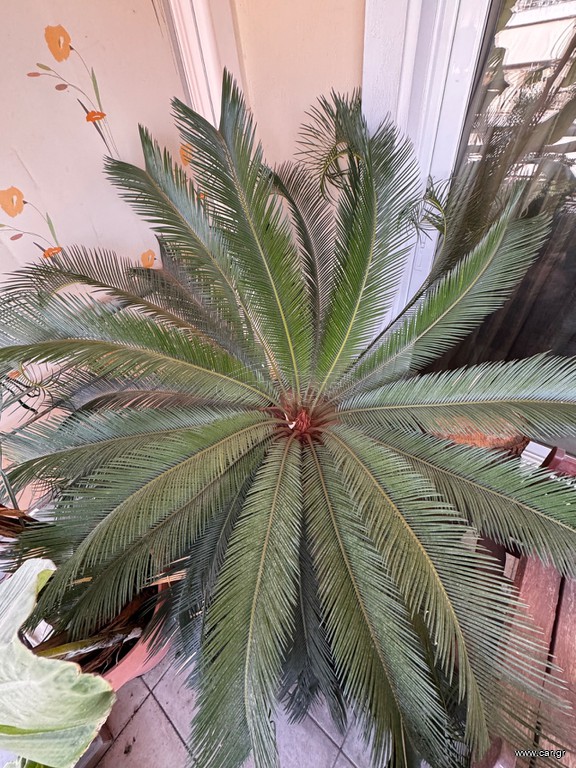 Cycas revoluta