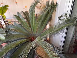Cycas revoluta-thumb-1