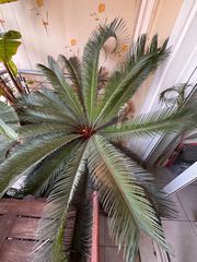 Cycas revoluta-thumb-2