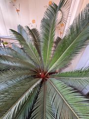 Cycas revoluta-thumb-3