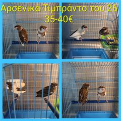 Καναρίνια Τιμπραντο Αθήνα-thumb-1