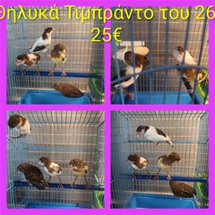 Καναρίνια Τιμπραντο Αθήνα-thumb-2