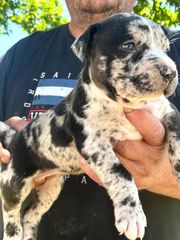 Pitbull XXL