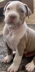 Pitbull XXL