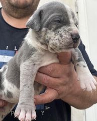 Pitbull XXL