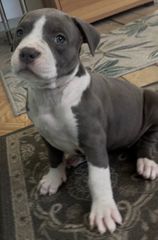 Pitbull XXL