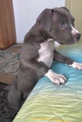 Pitbull XXL