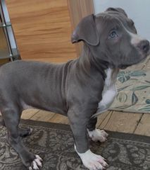 Pitbull XXL-thumb-1