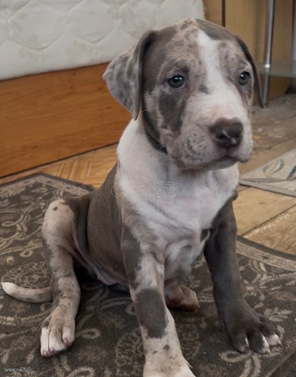 Pitbull XXL