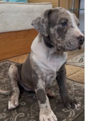 Pitbull XXL-thumb-1