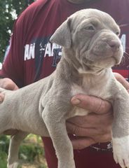 Pitbull