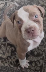 Pitbull