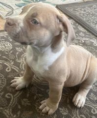 Pitbull