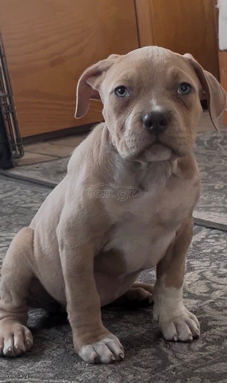 Pitbull