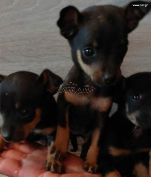 πιντσερ pinscher