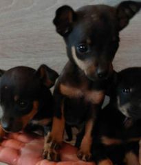 πιντσερ pinscher