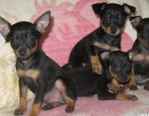 πιντσερ pinscher-thumb-1