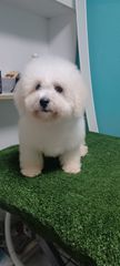 maltese-thumb-1