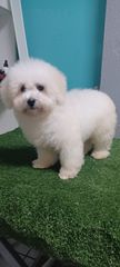 maltese-thumb-3