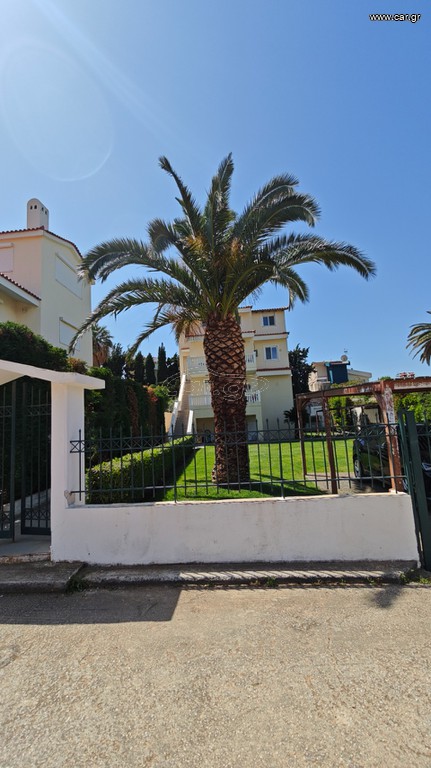 Φοινικας 7,5μ υγιής