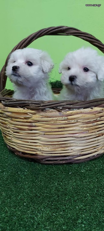 maltese