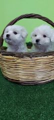 maltese