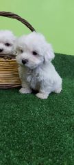 maltese-thumb-1