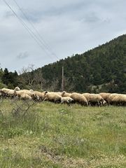 ΠΩΛΟΥΝΤΑΙ ΠΡΟΒΑΤΑ