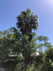 Φοίνικας Washingtonia 13 μετρα
