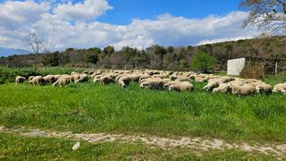 Πωλούνται 150 προβατα διασταυρωμενα γερμανικά χιωτικα και λακον. Υψηλης γαλακτοπαραγωγης με αποδεικτικα. Μονο σοβαρές προτάσεις.  Επικοινωνία μονο  απόγευμα 18:00 με 21:00