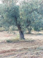 ελαιόδεντρα-thumb-1