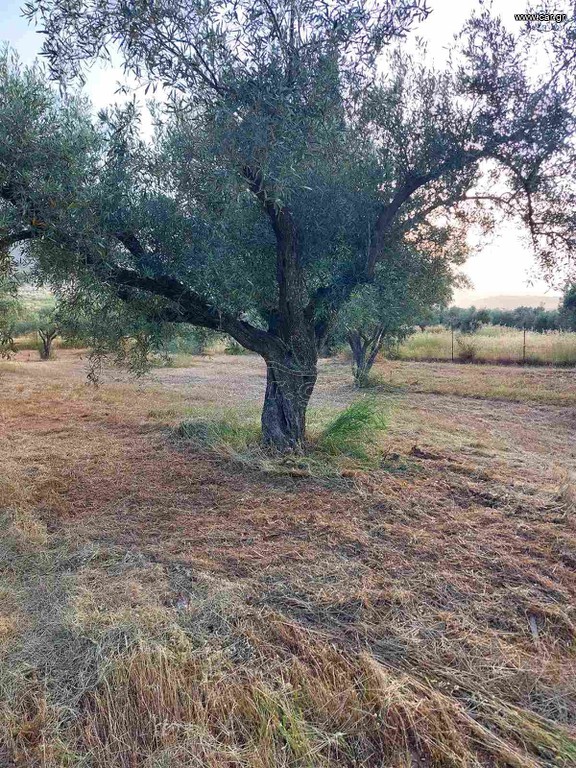 ελαιόδεντρα