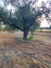 ελαιόδεντρα
